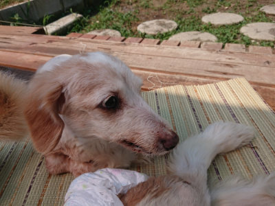 f:id:roukenhome-ann:20190802150856j:plain