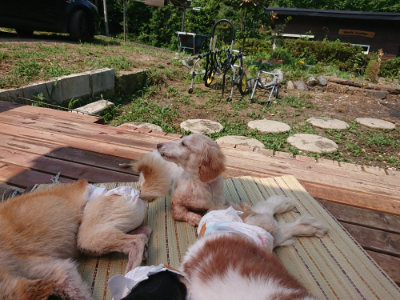 f:id:roukenhome-ann:20190802150920j:plain