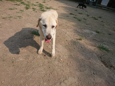 f:id:roukenhome-ann:20190802153440j:plain