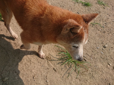 f:id:roukenhome-ann:20190802174608j:plain