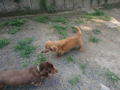 f:id:roukenhome-ann:20190802174752j:plain