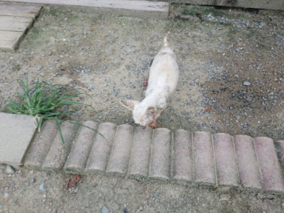 f:id:roukenhome-ann:20190802174945j:plain