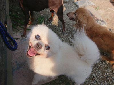 f:id:roukenhome-ann:20190802175052j:plain