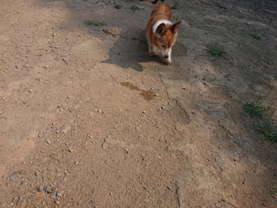 f:id:roukenhome-ann:20190802175136j:plain