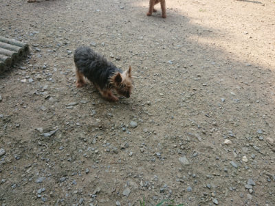 f:id:roukenhome-ann:20190802175153j:plain