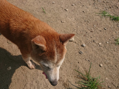 f:id:roukenhome-ann:20190802175202j:plain