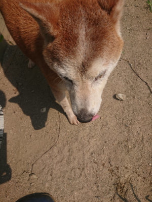 f:id:roukenhome-ann:20190802175229j:plain