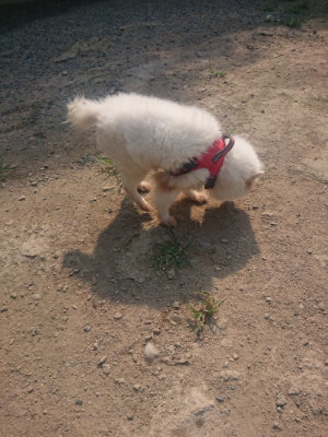 f:id:roukenhome-ann:20190802180145j:plain