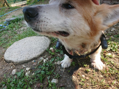 f:id:roukenhome-ann:20190802180920j:plain