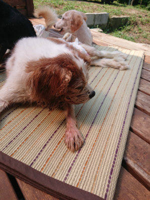 f:id:roukenhome-ann:20190802181120j:plain