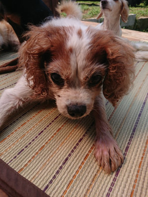 f:id:roukenhome-ann:20190802181241j:plain
