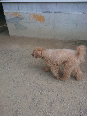 f:id:roukenhome-ann:20190802181301j:plain