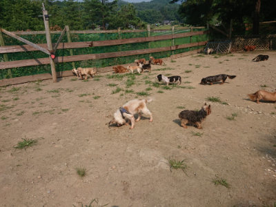 f:id:roukenhome-ann:20190802181554j:plain