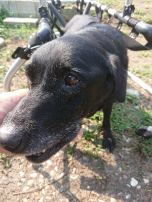 f:id:roukenhome-ann:20190802181607j:plain