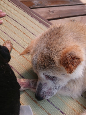 f:id:roukenhome-ann:20190802182848j:plain