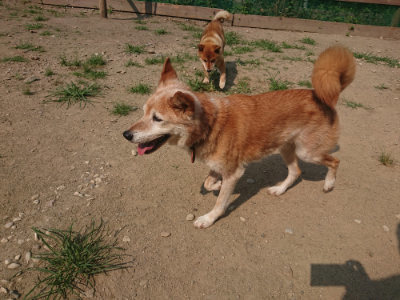 f:id:roukenhome-ann:20190802182950j:plain