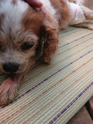 f:id:roukenhome-ann:20190802183124j:plain