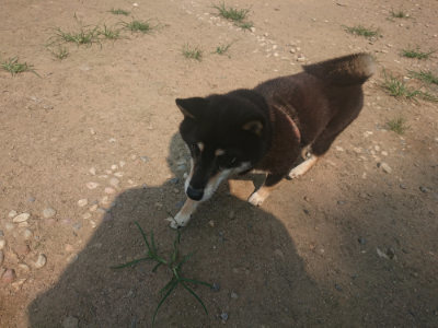 f:id:roukenhome-ann:20190802183451j:plain