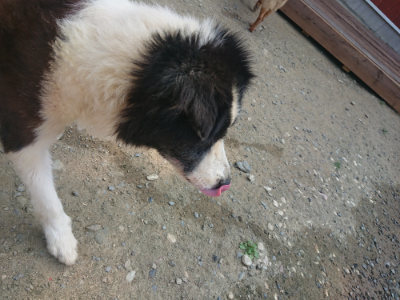 f:id:roukenhome-ann:20190802183642j:plain