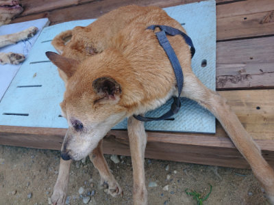 f:id:roukenhome-ann:20190802185054j:plain