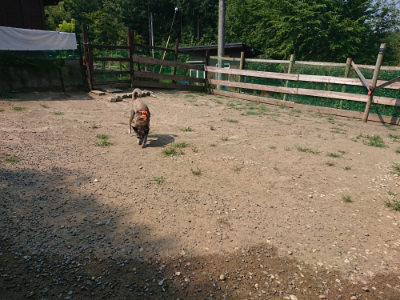 f:id:roukenhome-ann:20190802185235j:plain