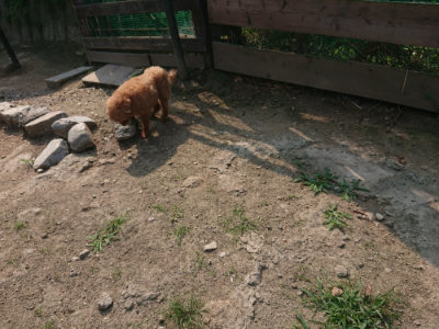 f:id:roukenhome-ann:20190802185444j:plain