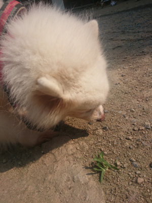 f:id:roukenhome-ann:20190802191831j:plain