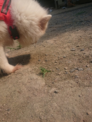 f:id:roukenhome-ann:20190802191836j:plain