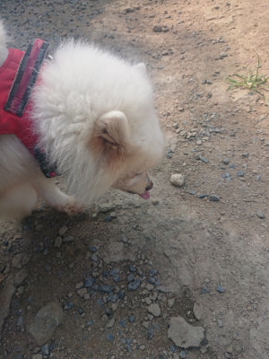 f:id:roukenhome-ann:20190802191848j:plain