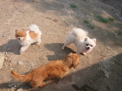 f:id:roukenhome-ann:20190802192028j:plain