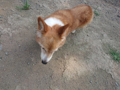 f:id:roukenhome-ann:20190802192159j:plain