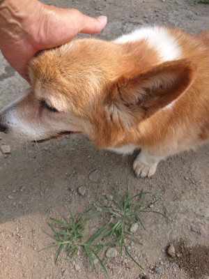 f:id:roukenhome-ann:20190802192231j:plain