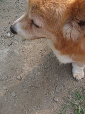 f:id:roukenhome-ann:20190802192305j:plain