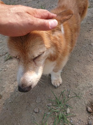f:id:roukenhome-ann:20190802192330j:plain