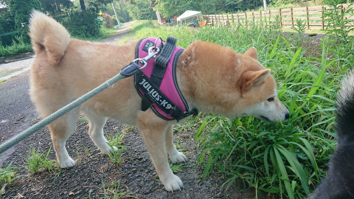 f:id:roukenhome-ann:20190803084507j:plain