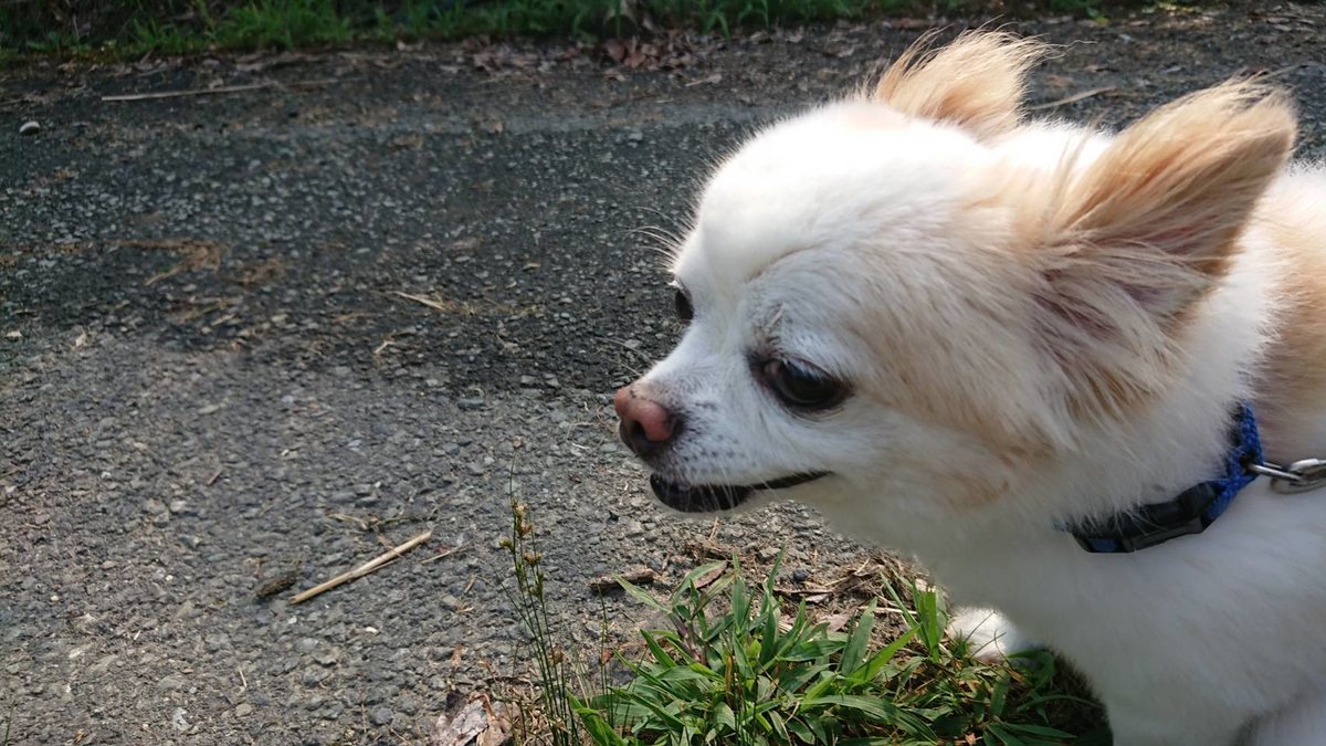 f:id:roukenhome-ann:20190803084540j:plain