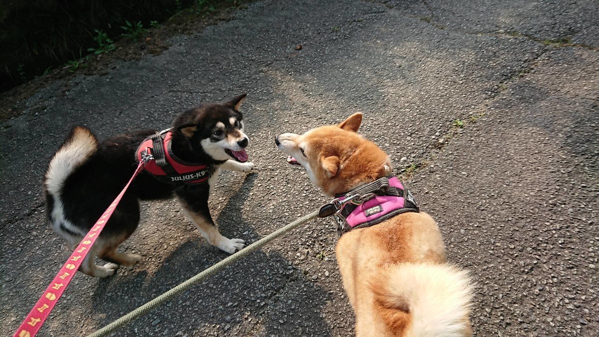 f:id:roukenhome-ann:20190803084557j:plain