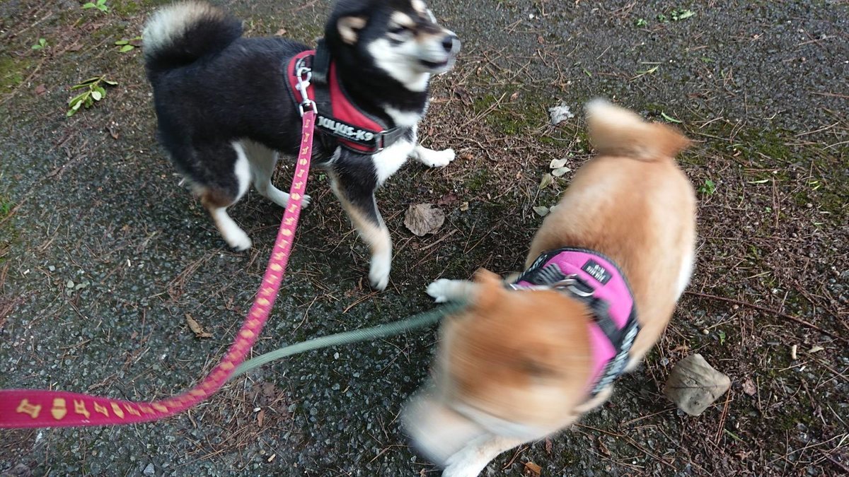 f:id:roukenhome-ann:20190803084629j:plain
