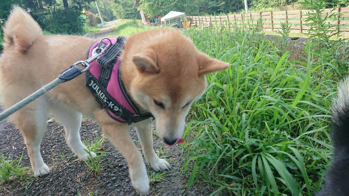 f:id:roukenhome-ann:20190803084638j:plain