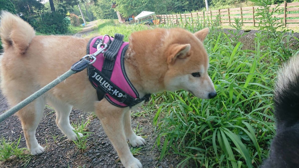 f:id:roukenhome-ann:20190803084646j:plain