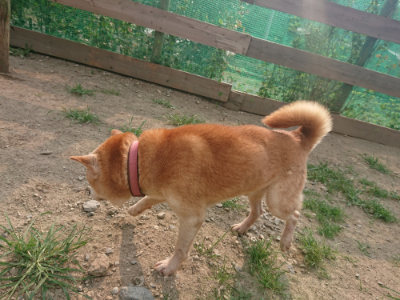 f:id:roukenhome-ann:20190803121751j:plain f:id:roukenhome-ann:20190803121751j:plain
