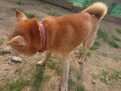 f:id:roukenhome-ann:20190803121814j:plain f:id:roukenhome-ann:20190803121814j:plain
