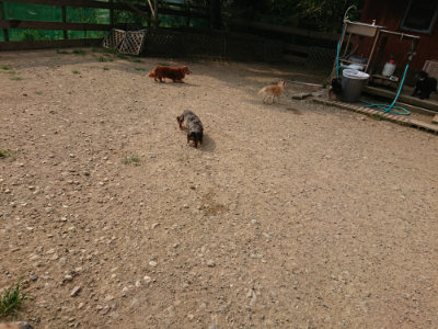 f:id:roukenhome-ann:20190803121830j:plain f:id:roukenhome-ann:20190803121830j:plain