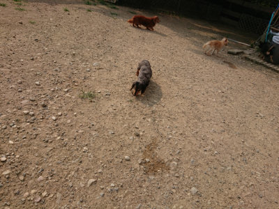 f:id:roukenhome-ann:20190803121858j:plain f:id:roukenhome-ann:20190803121858j:plain