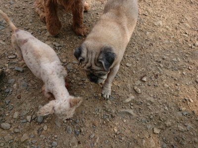 f:id:roukenhome-ann:20190803122024j:plain f:id:roukenhome-ann:20190803122024j:plain