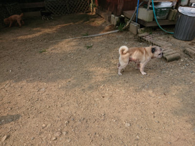 f:id:roukenhome-ann:20190803122352j:plain f:id:roukenhome-ann:20190803122352j:plain