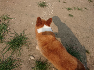 f:id:roukenhome-ann:20190803122550j:plain f:id:roukenhome-ann:20190803122550j:plain
