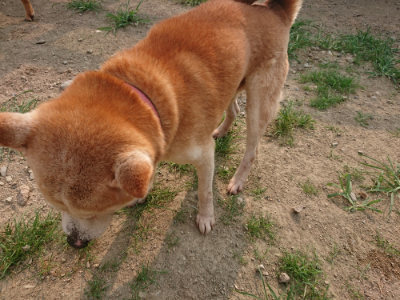 f:id:roukenhome-ann:20190803122628j:plain f:id:roukenhome-ann:20190803122628j:plain