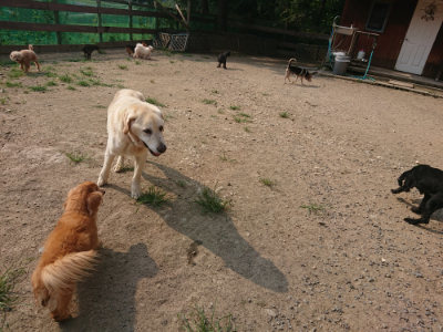 f:id:roukenhome-ann:20190803123039j:plain f:id:roukenhome-ann:20190803123039j:plain