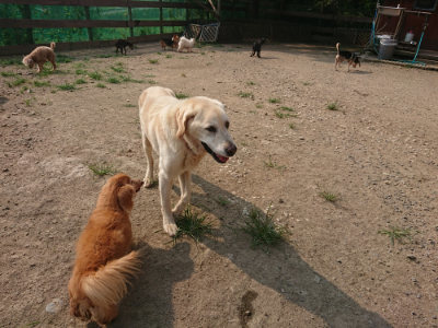 f:id:roukenhome-ann:20190803123049j:plain f:id:roukenhome-ann:20190803123049j:plain